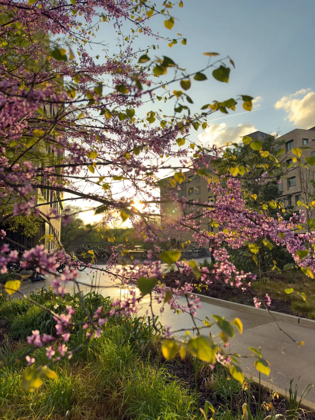 Redbud blossoms at golden hour on campus