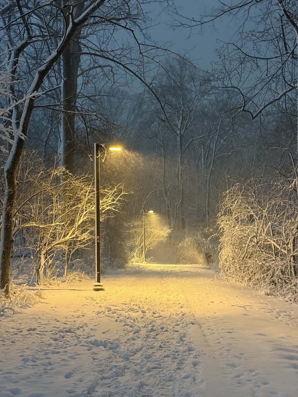 A lamplit path in falling snow after dark, Princeton